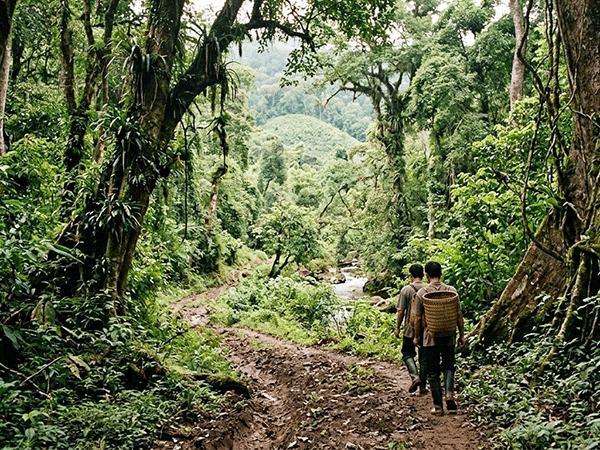Japan provides US$61 million to strengthen forest management